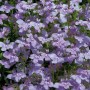 Лобелия Palace Lilac